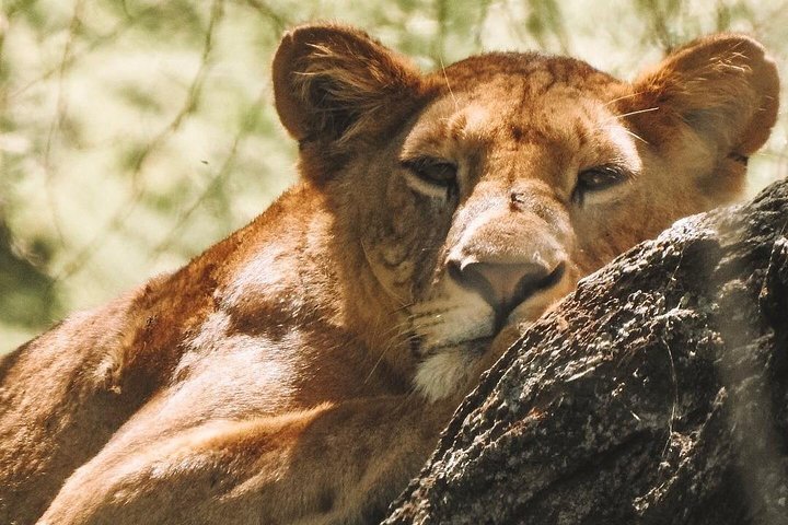 Ngorongoro Day tour with Maasai experiences