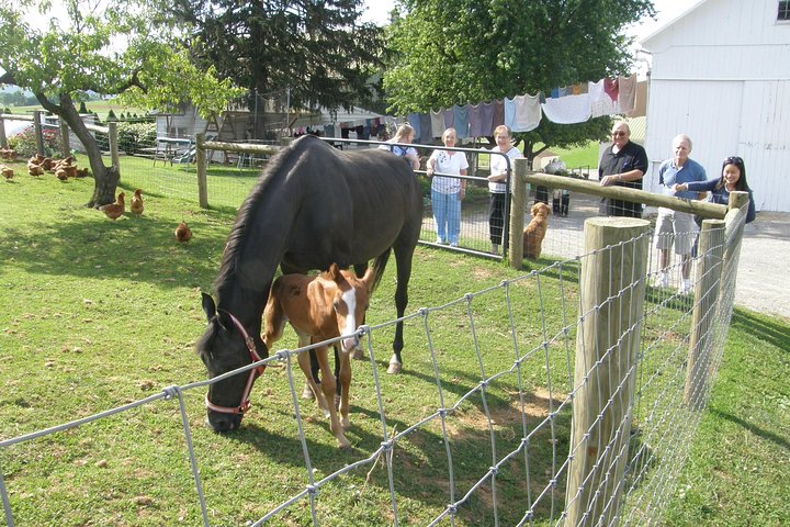 Amish Experience Visit-In-Person Tour
