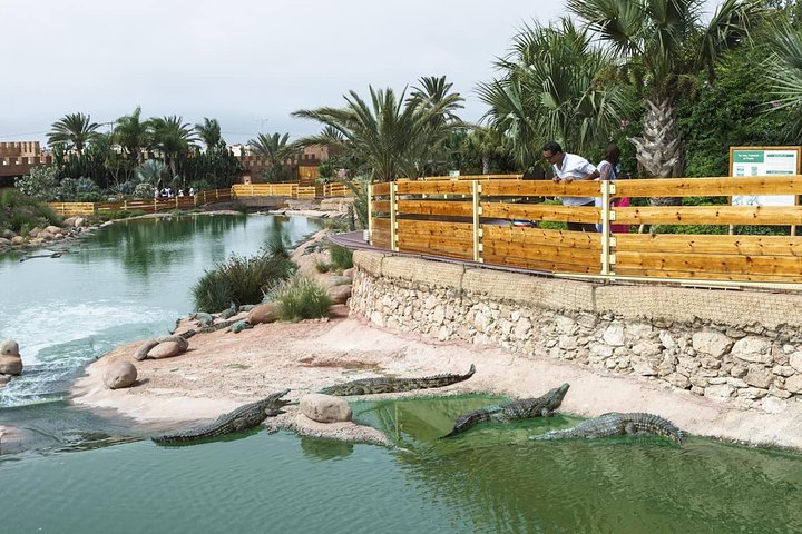Agadir 3-in-1 Tour: Goats on Trees Souk El Had Crocoparc Tickets