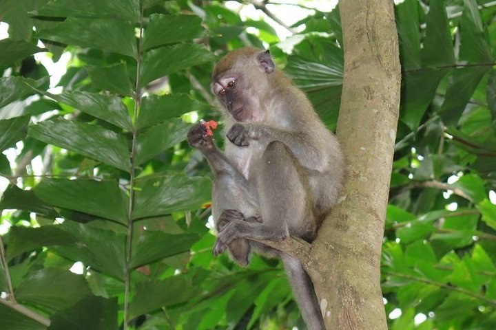 Singapore Paddle to Pedal Adventure in Pulau Ubin
