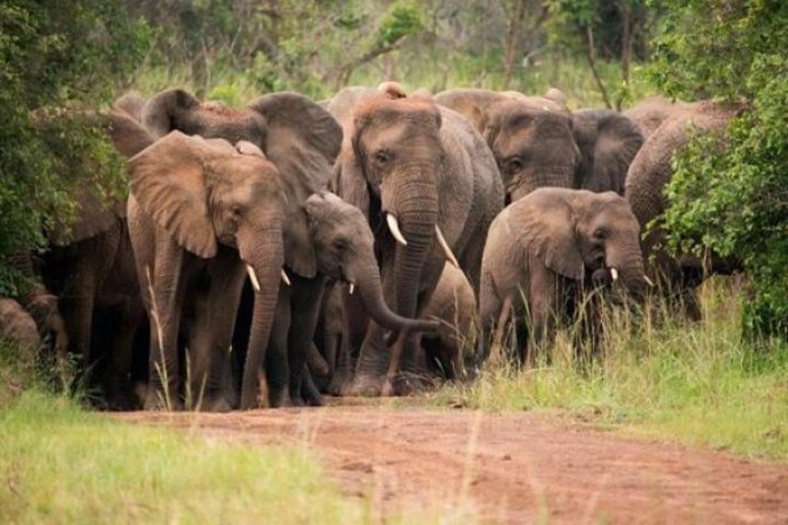 7 Days Rwanda Safari & Nature Experience