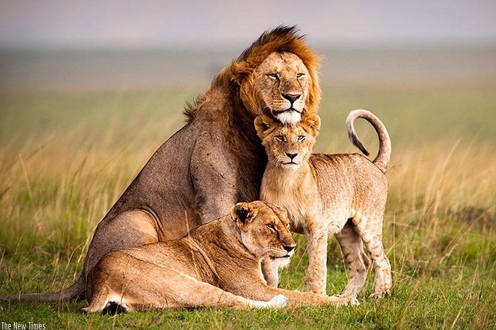7 Days Rwanda Safari & Nature Experience