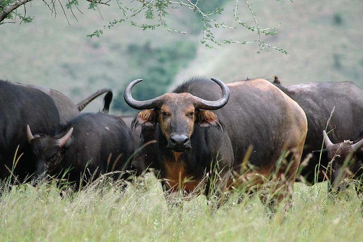7 Days Rwanda Safari & Nature Experience