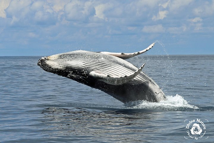 Dolphin and Whale Watching Tour in Drake Bay as seen on National Geographic
