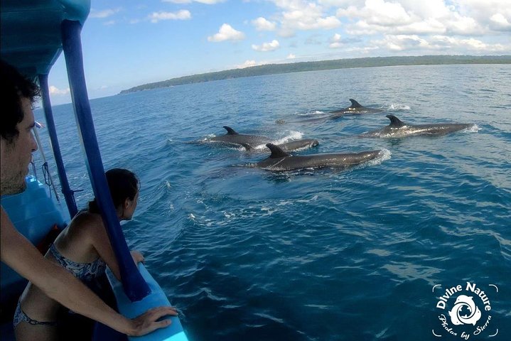 Dolphin and Whale Watching Tour in Drake Bay as seen on National Geographic