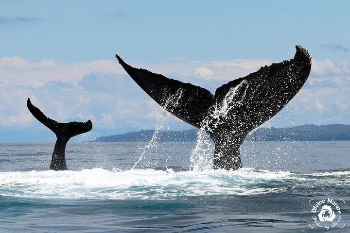 Dolphin and Whale Watching Tour in Drake Bay as seen on National Geographic