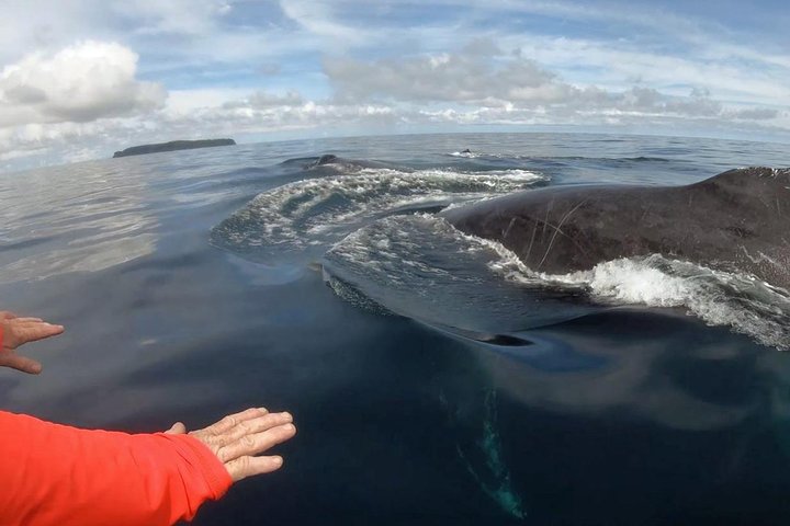 Dolphin and Whale Watching Tour in Drake Bay as seen on National Geographic