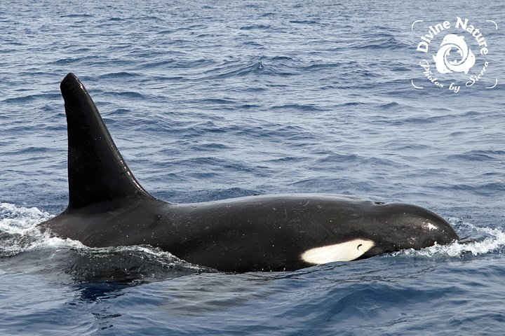 Dolphin and Whale Watching Tour in Drake Bay as seen on National Geographic
