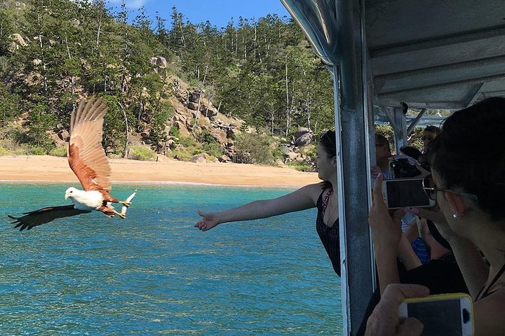 Magnetic Island Discovery Tour with Snorkeling & Paddle Boarding