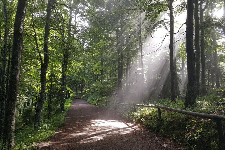 Black Forest Tour by car: start/end Freiburg