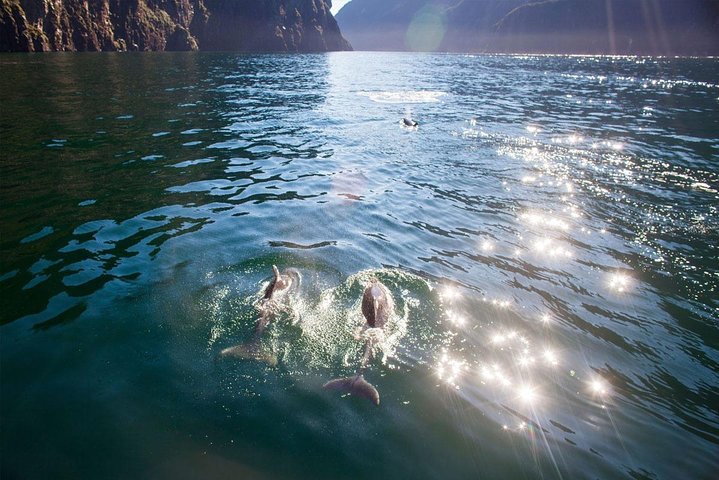 Milford Sound Cruise: Stunning Views & Optional Picnic or Buffet