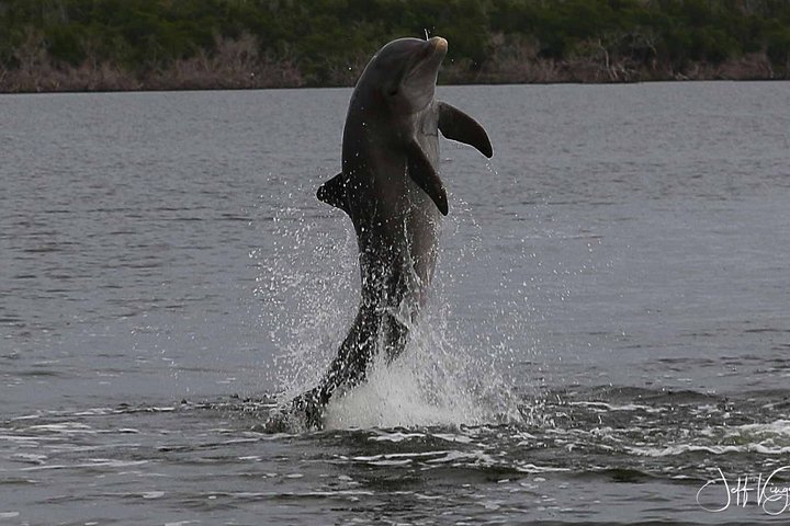 Two-Hour Everglades Dolphin, Manatee and Birding Boat Tour
