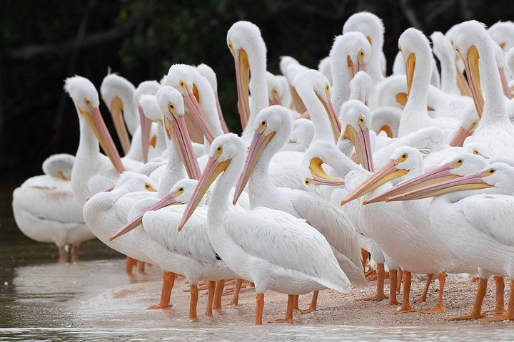 Two-Hour Everglades Dolphin, Manatee and Birding Boat Tour