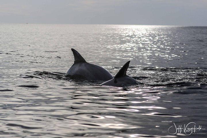 Two-Hour Everglades Dolphin, Manatee and Birding Boat Tour