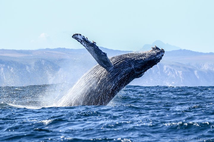 Whale Watching Knysna - Close Encounter Experience Ocean Odyssey