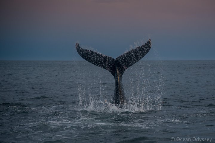 Whale Watching Knysna - Close Encounter Experience Ocean Odyssey