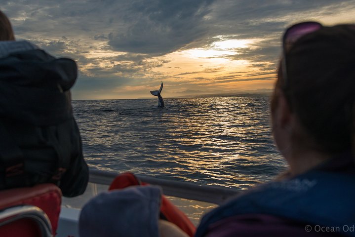 Whale Watching Knysna - Close Encounter Experience Ocean Odyssey