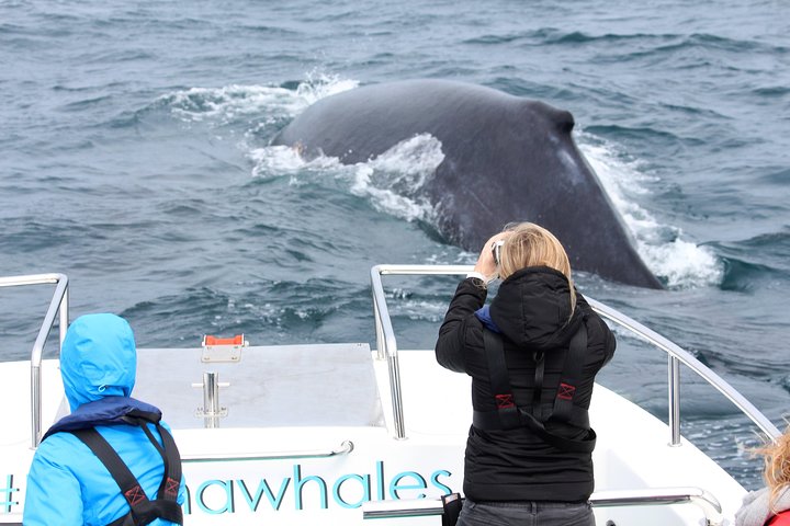 Whale Watching Knysna - Close Encounter Experience Ocean Odyssey