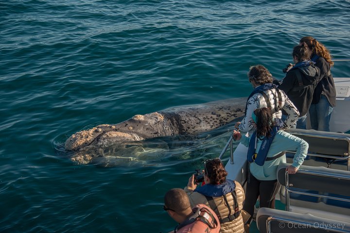 Whale Watching Knysna - Close Encounter Experience Ocean Odyssey