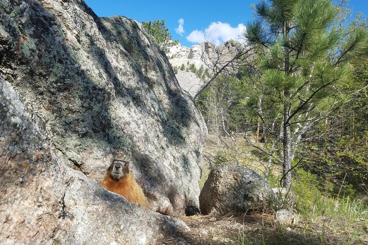 PREMIER PRIVATE Tour: Mt Rushmore, CrazyHorse & Custer State Park
