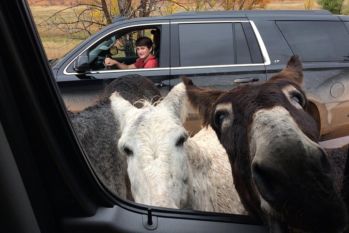 PREMIER PRIVATE Tour: Mt Rushmore, CrazyHorse & Custer State Park