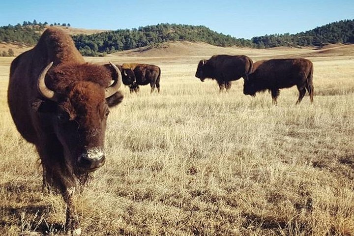 PREMIER PRIVATE Tour: Mt Rushmore, CrazyHorse & Custer State Park