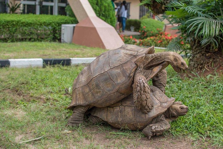 Lekki Conservation Center Extraordinary Tour