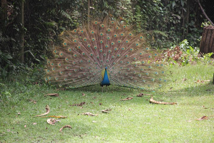 Lekki Conservation Center Extraordinary Tour
