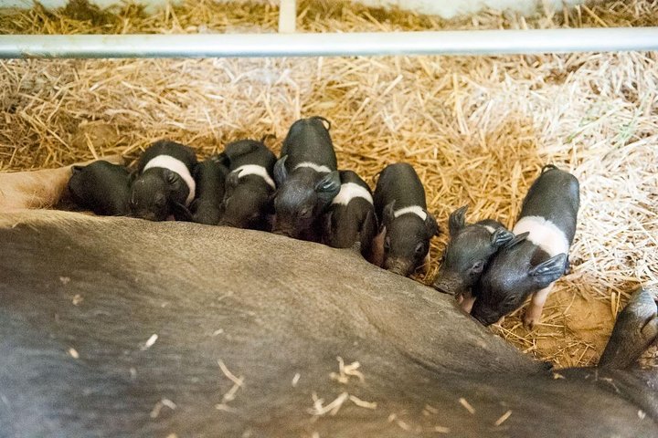 Montepulciano: Cinta Senese Farm Tour, Food Tasting & wine