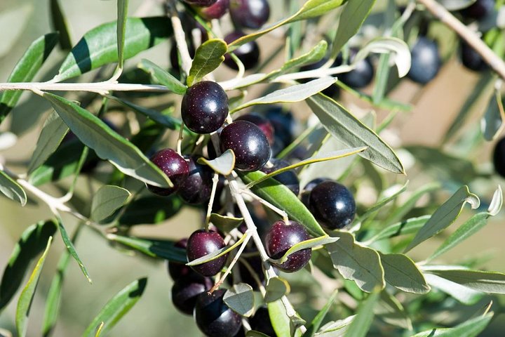 Montepulciano: Cinta Senese Farm Tour, Food Tasting & wine