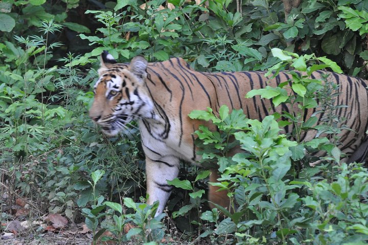 Best Wilderness Experience through Jim Corbett Experience