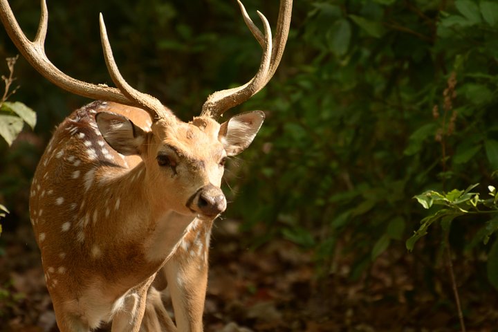 Best Wilderness Experience through Jim Corbett Experience