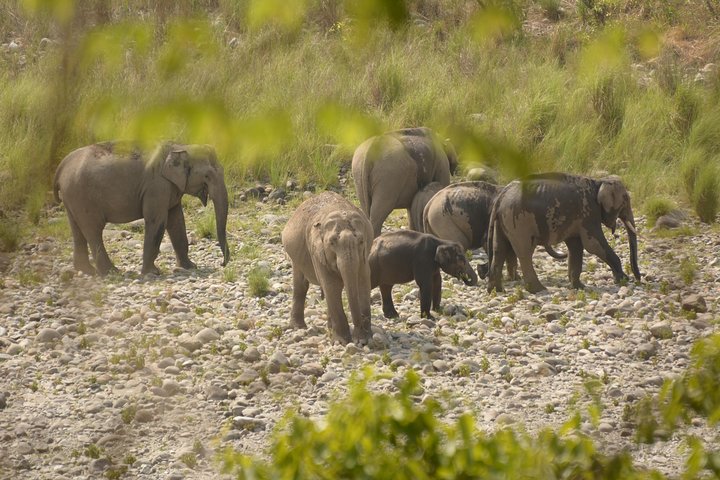 Best Wilderness Experience through Jim Corbett Experience