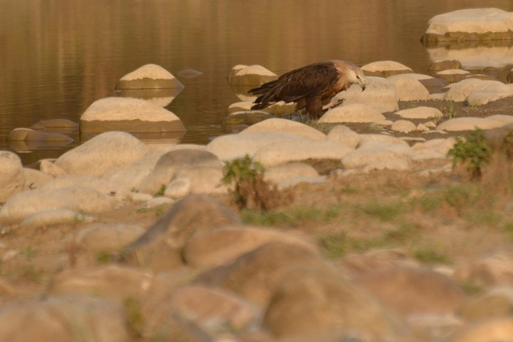 Best Wilderness Experience through Jim Corbett Experience