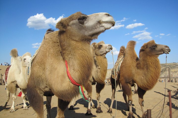 2 day Central Mongolia