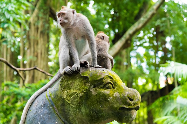 Best of Ubud Attractions: Private All-Inclusive Tour