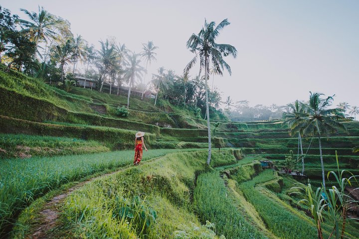 Best of Ubud Full-Day Tour with Jungle Swing