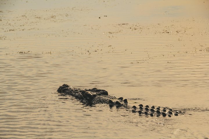 Yellow Water Cruise - Kakadu