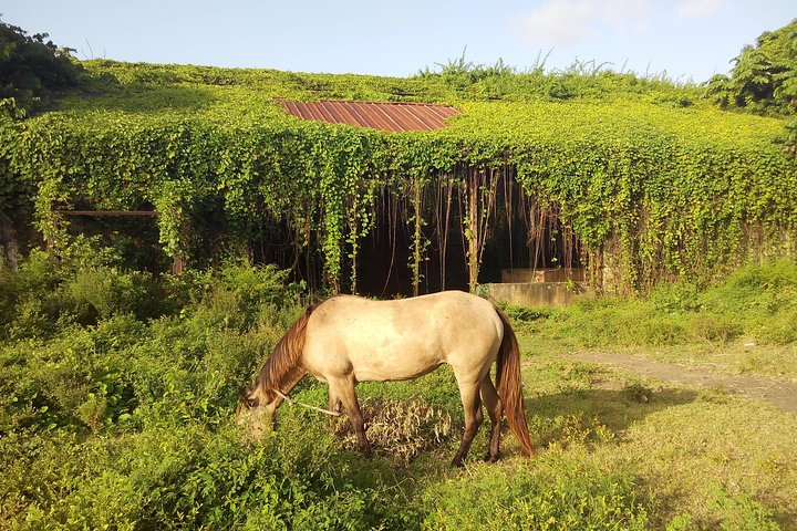 Nature & Historical Horseback Riding Tours St. Lucia
