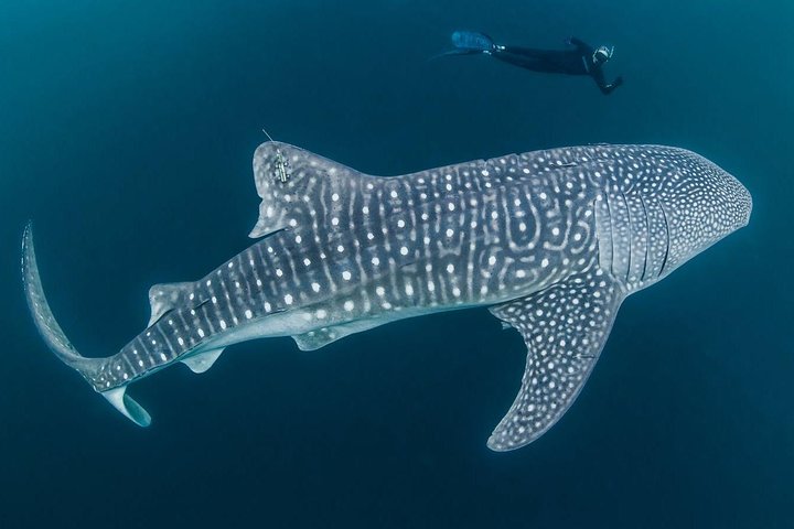 Whale Shark Watching with Sumilon Sandbar and Kawasan Falls Tour