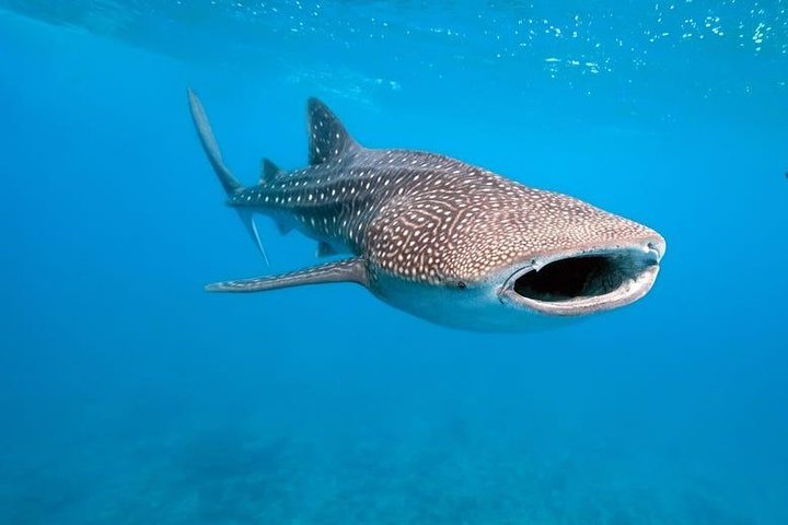 Whale Shark Watching with Sumilon Sandbar and Kawasan Falls Tour