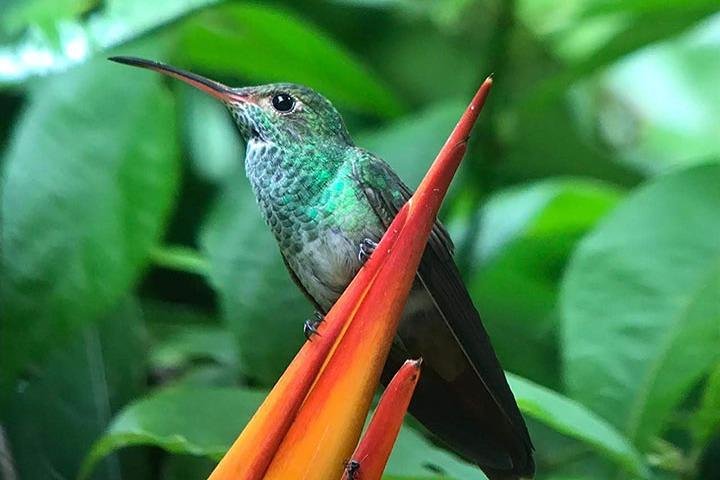 Manuel Antonio National Park Guided Tour – With Ticket Option