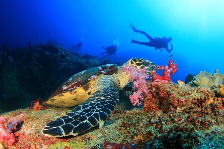Hurghada Scuba Diving Full Day Boat Trip 2 Stops Diving & Lunch