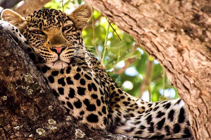 2 Days Ruaha National park