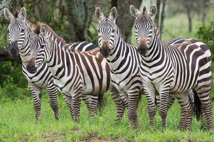 2 Days Ruaha National park