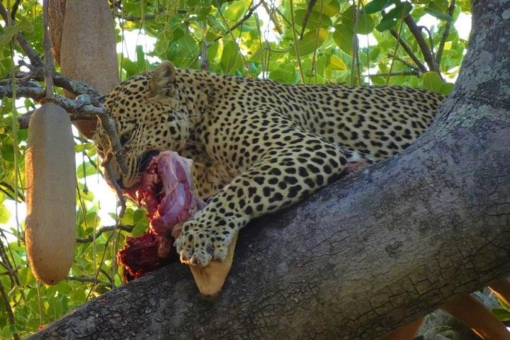 2 Days Ruaha National park