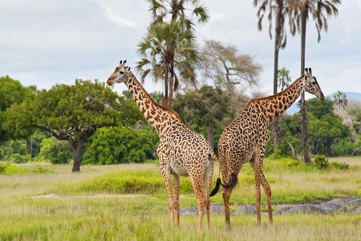 2 Days Ruaha National park