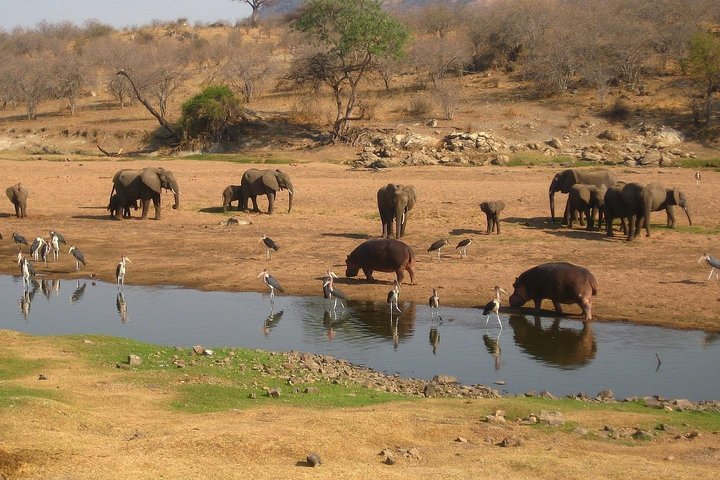 2 Days Ruaha National park