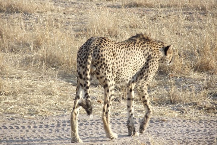 2 Days Ruaha National park