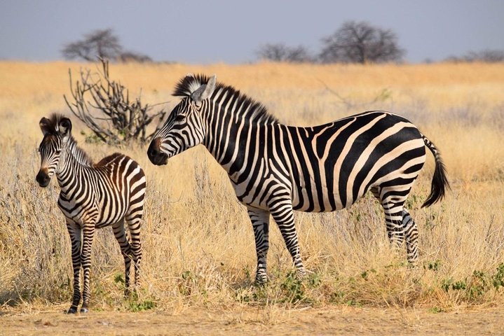 2 Days Ruaha National park